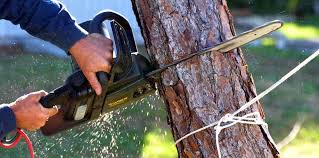  Mayflower Village, CA Tree Services Pros