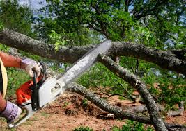 Best Tree Mulching  in Mayflower Village, CA