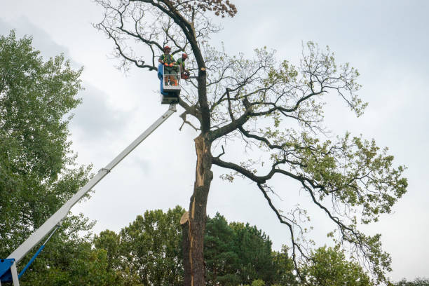 Best Tree and Shrub Care  in Mayflower Village, CA