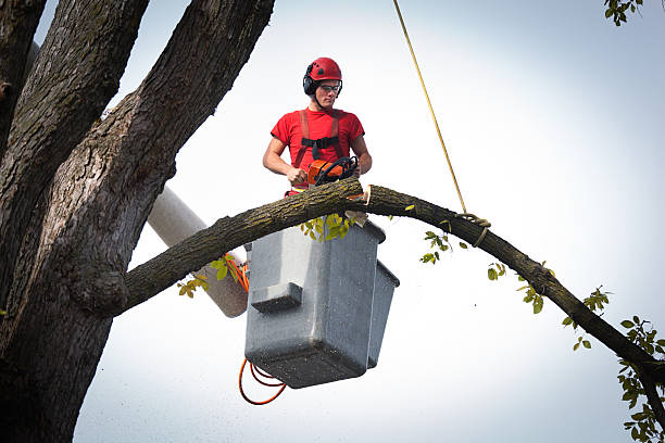 Best Hazardous Tree Removal  in Mayflower Village, CA